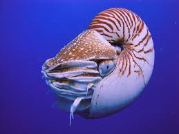 Dosya:Nautilus Palau.JPG - Vikipedi