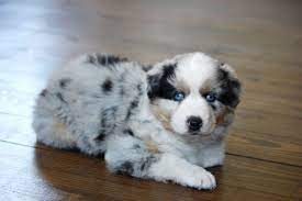 Aussie Puppy Blue Merle Aussie Puppies Puppies Blue Merle