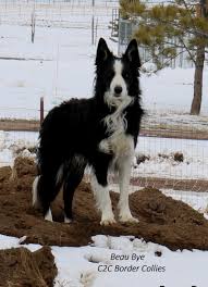 Border collie puppies for sale in coloradoselect a breed. Border Collies C2c Border Collies