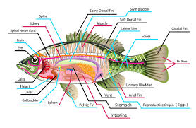 Pin On Human Anatomy Pictures