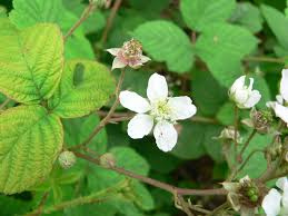 Image result for Rubus runssorensis