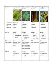 Maybe you would like to learn more about one of these? Plant Division Docx Plant Division Nonvascular Plants Insert Photo Seedless Vascular Plants Insert Photo Non Flowering Plants Insert Photo Flowering Course Hero