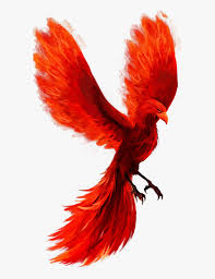 The drawing will make more sense when you read the story below which tells you about this mythical bird and how it came to be. Scphoenix Phoenix Fire Flame Ashes Bird Fly Phoenix Bird No Background Free Transparent Clipart Clipartkey