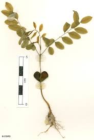 Image result for Tragia adenanthera