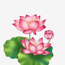 Spring Lotus Lotus Three Lotus Two Leaves Png And Psd In 2020 Spring Flowers Background Flower Drawing Flower Drawing Tutorials