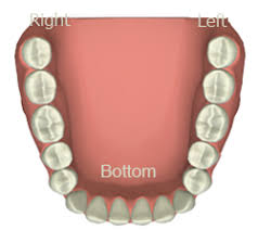 Interactive Tooth Meridian Chart Tara Kaur Dds 952 956 6700