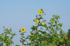 Image result for Azanza lampas