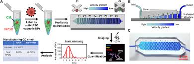 Plant stem cell under microscope labeled. Ultrasensitive And Rapid Quantification Of Rare Tumorigenic Stem Cells In Hpsc Derived Cardiomyocyte Populations Science Advances