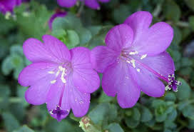 Image result for Epilobium