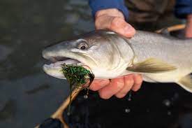 Six Tips For Catching More Bull Trout On The Fly Bc Outdoors Magazine