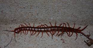 Insect legs often are modified for very specific uses. What Insect Creeps Out The Bug Expert Hint It Has Lots Of Legs Texas Standard
