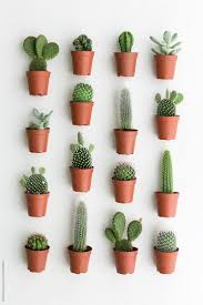 Large pots contain more potting medium and it takes longer for a cactus to absorb the water in most cacti do better in smaller pots, as they don't like sitting in water for too long. Kaktus Kollektion Von Ruth Black Fur Stocksy United Black Fur Kaktuskollektion Ruth Stocksy United Von Cactus House Plants Plants Cactus Plants