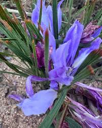 Image result for Babiana bainesii