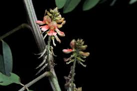 Image result for Indigofera dimidiata