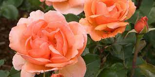 In an interview, waters said of the song: The Most Fragrant Roses For Your Garden Better Homes Gardens