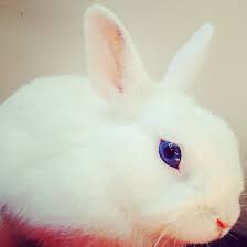 Chubby blue eyes white bunny. My Bunny Buddy It S A Blue Eyed White Polish Rabbit Albino Rabbit Rabbit Drawing Baby Bunnies
