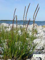 Image result for Juncaginaceae