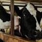 Multi-County 4-H Dairy Show