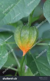 Image result for Physalis lagascae