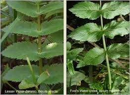 Image result for Berula erecta