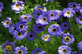 Image result for Brachycome