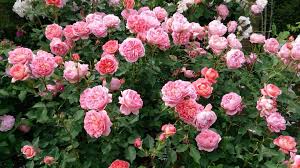 Video review and description of rose princesses alexander of kent. Princess Alexandra Of Kent Rose Princess Alexandra Of Kent Rose David Austin Roses Rose