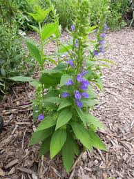 Image result for Lobelia dissecta