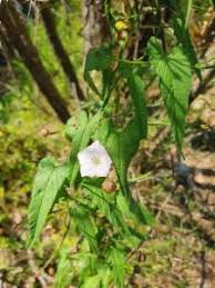 Image result for Convolvulus farinosus