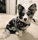 "Blue" Corgis - Welsh Corgi News