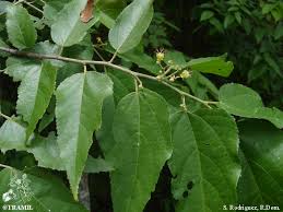 Image result for Guazuma