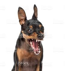 images?q=tbn:ANd9GcQwfbh_pgqDpbyX2e7K2oD