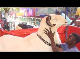 Le Prix De Ce Mouton Expose A La Foire Du Mouton A Thies Va Vous Etonner Youtube Mouton Saly Senegal Moutons