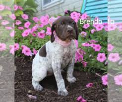 Other ads by breed german shorthaired pointer german shorthaired pointer in ohio dogs for sale in ohio puppies for sale in coshocton. View Ad German Shorthaired Pointer Puppy For Sale Near Ohio Ragersville Usa Adn 211307