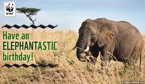 We did not find results for: Birthday Ecards From Wwf Free Birthday Ecards World Wildlife Fund
