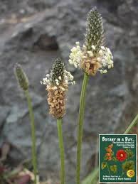 Image result for Plantaginaceae