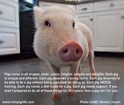 All rarities are crafted by. Mini Pig Breeds Mini Pig Registries Are You Wasting Your Money Mini Pig Info