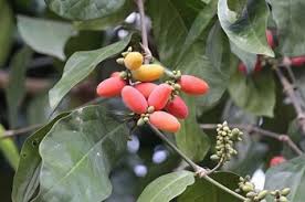 Hal ini yang membuat kerajinan tangan dari serat tumbuhan memiliki nilai jual tinggi. 4 Jenis Serat Dari Tumbuhan Beserta Contoh Dan Manfaatnya