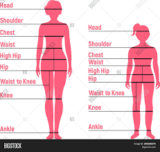 Woman Girl Size Chart Vector Photo Free Trial Bigstock
