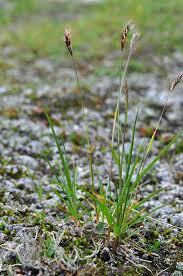 Image result for Anthoxanthum