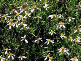 Image result for Phymaspermum