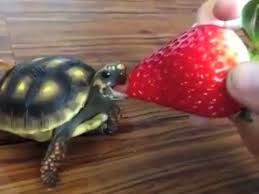 Turtle Eating Strawberry Nom Nom Voiceover Youtube