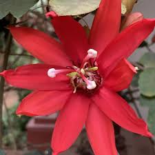 Image result for Passiflora vitifolia