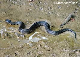 The water moccasin, or cottonmouth, is a venomous pit viper snake species found in southeastern parts of the united states. Cottonmouth State Of Tennessee Wildlife Resources Agency