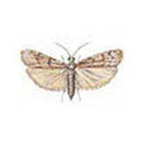 White shouldered house moths identification. Defon Stored Product Moth