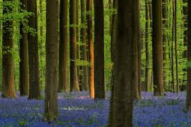 Kali ini kita akan mengulas unsur benda apa saja yang wajib ada dalam sebuah gambar pemandangan desa yang indah agar terlihat nyata dan mudah digambar dan dijadikan wallpaper. Pemandangan Biru Bunga Bluebell Belgia Makin Indah Saat Covid 19 Travel Tempo Co