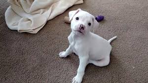 Maybe you would like to learn more about one of these? Baby American Bulldog Youtube