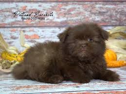 They also gained fame as tiny palace guards, skilled at barking at people who listened at palace doors. Shih Tzu Pomeranian Dog Male Chocolate 1946119 Petland Sarasota