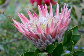 Pin On Flowers