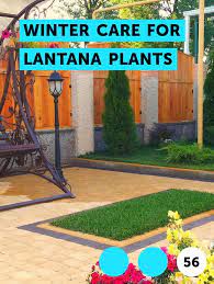 In Usda Zones Lower Than 9 Lantana Will Need Protection To Survive The Winter And Should Eith Growing Tomatoes Growing Tomatoes In Containers Perennial Plants
