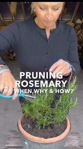 Image result for rosemary pruning